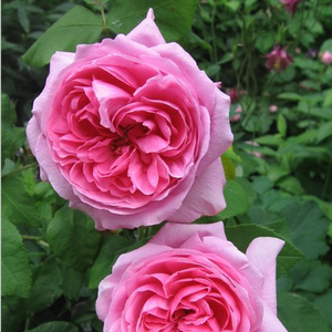 Svijetlo roza sa tamnijom sredinom  - portland ruža 